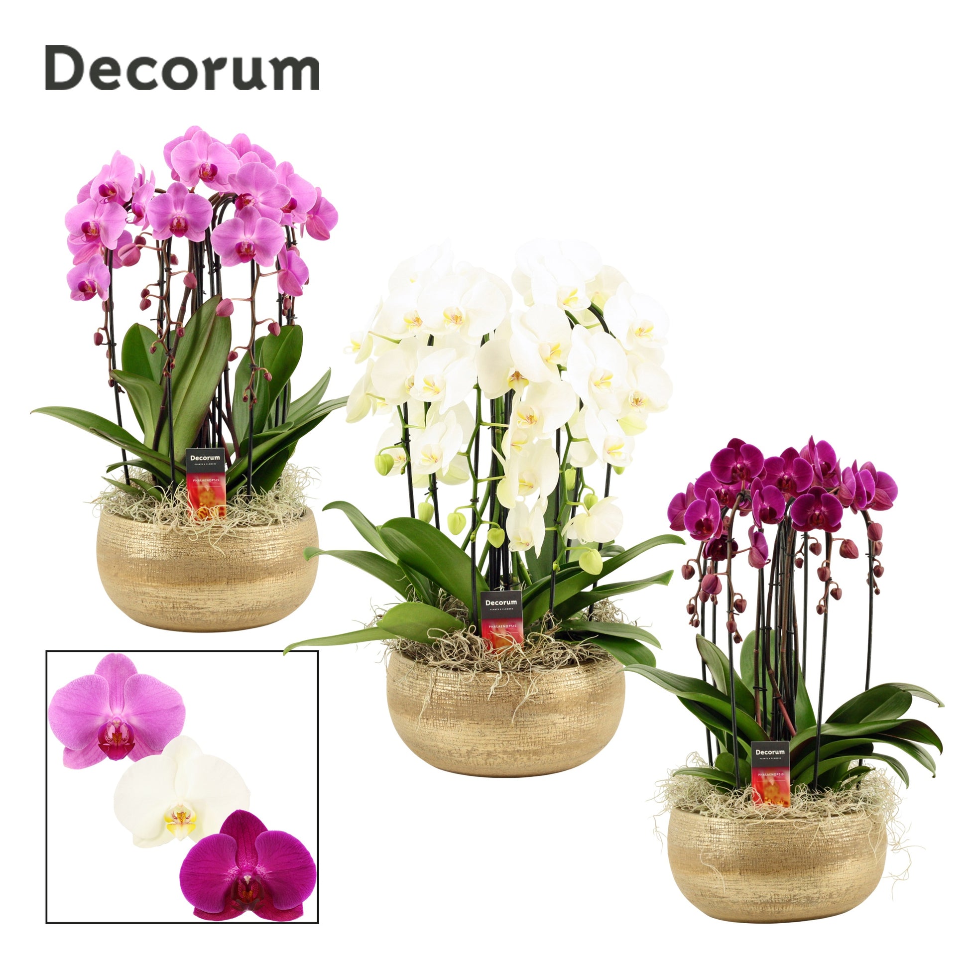 Phalaenopsis mix 55cm 27cm Pot