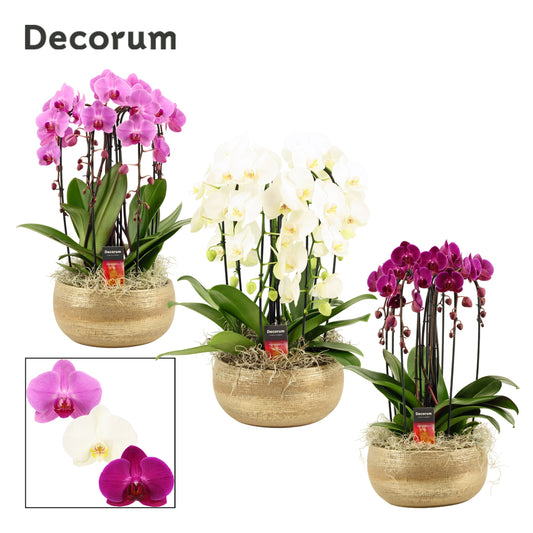 Phalaenopsis mix 55cm 27cm Pot