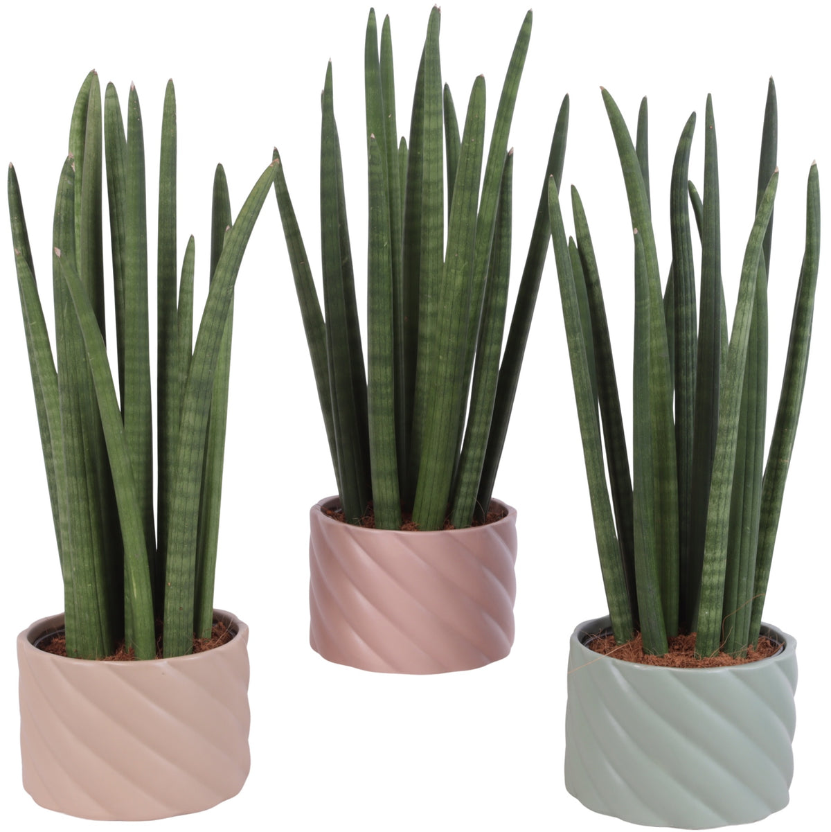 Sansevieria cylindrica 60cm 17cm Pot