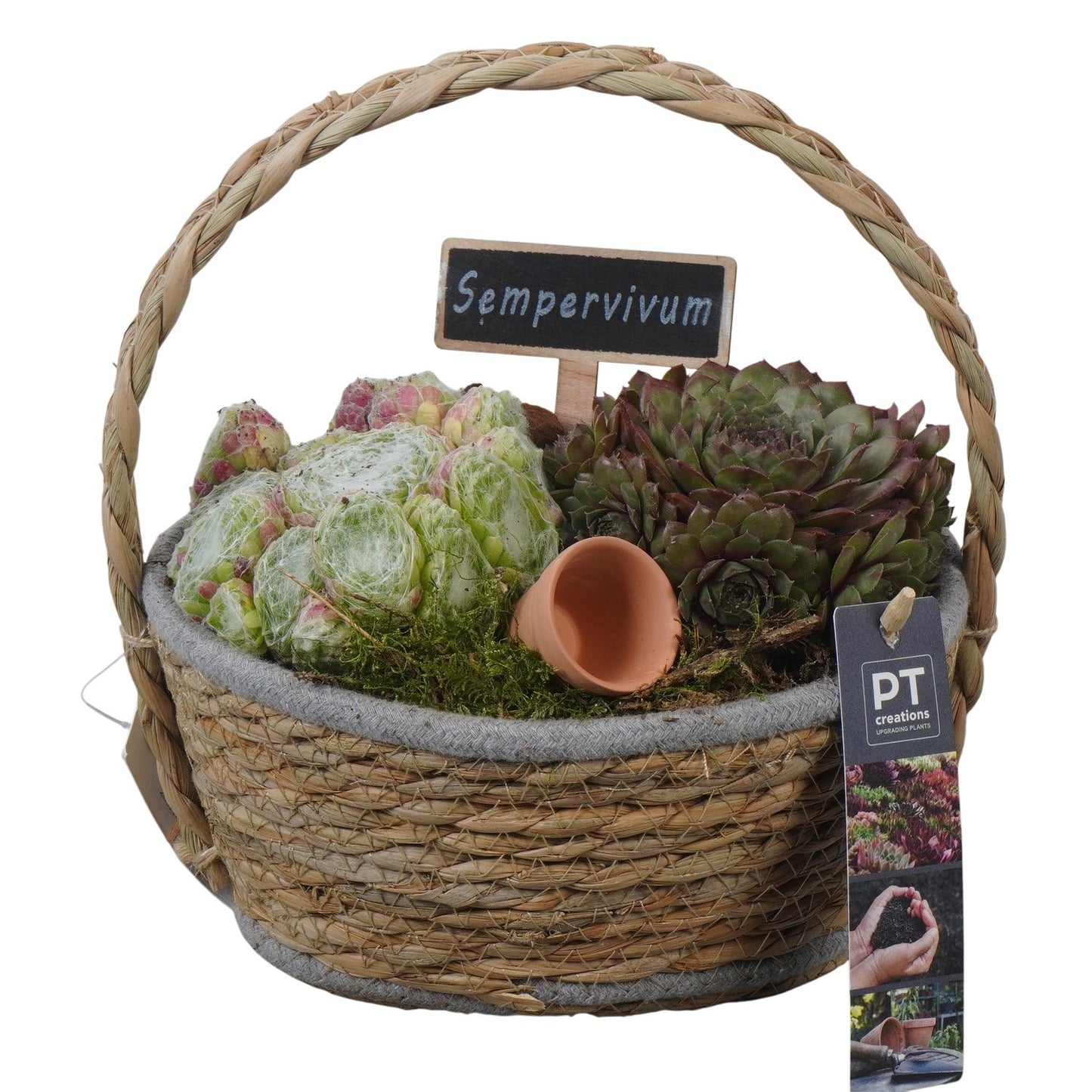arr. Sempervivum 21cm 20cm Pot