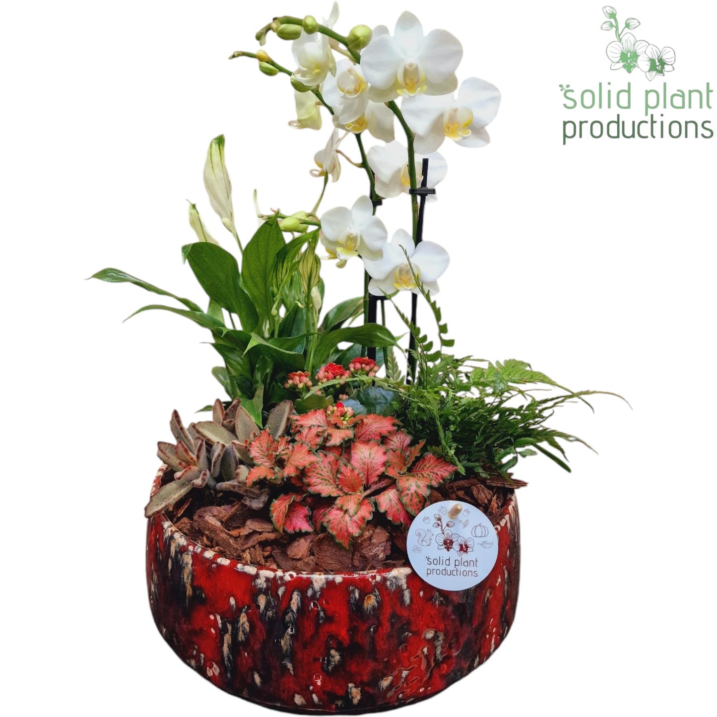 Solid Plant Productions PH102 Sophia Red 9cm 2-3Tak Pack of 2