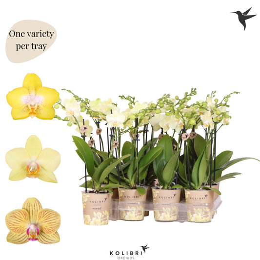 Phalaenopsis yellow 40cm 9cm Pot