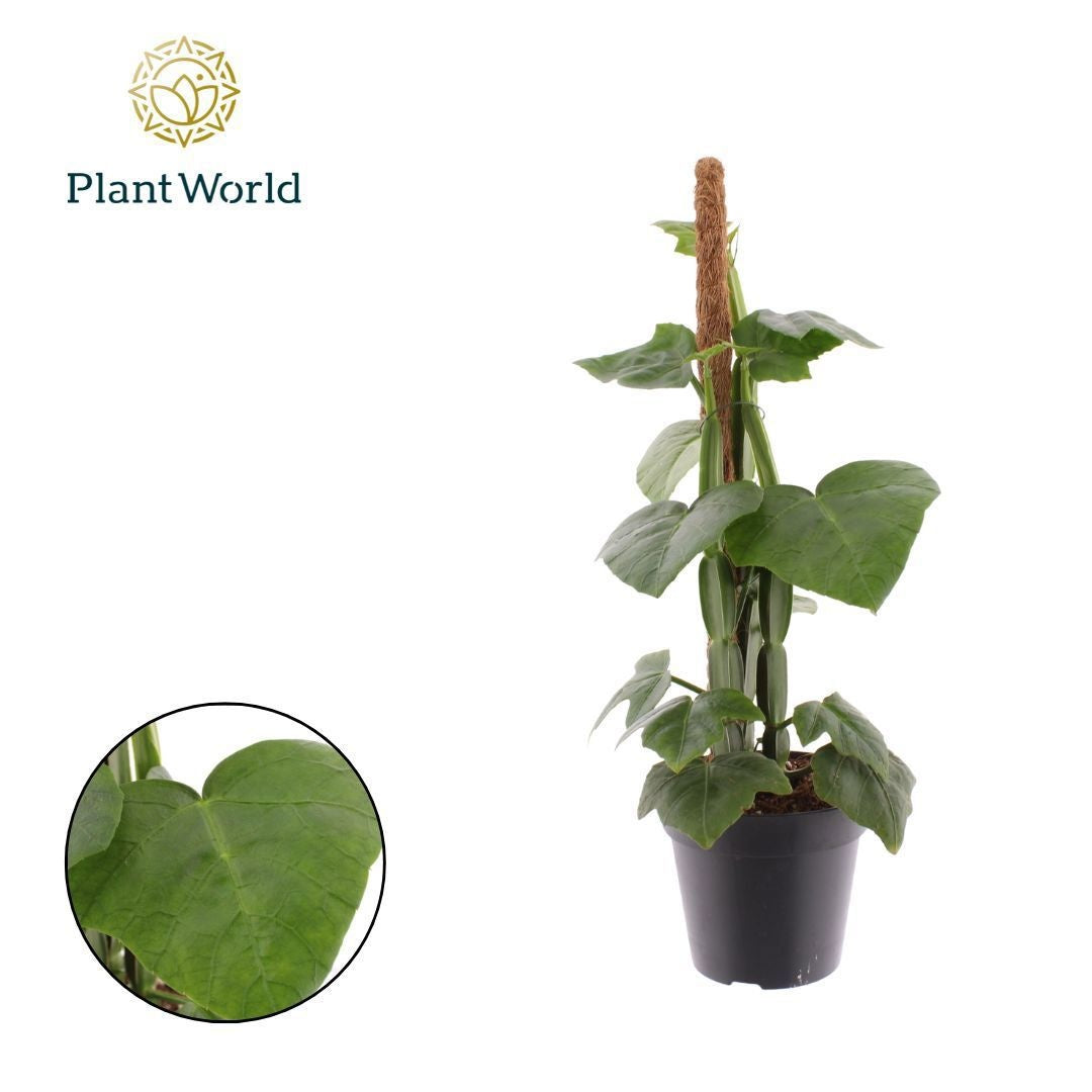 Cissus overig 40cm 12cm Pot