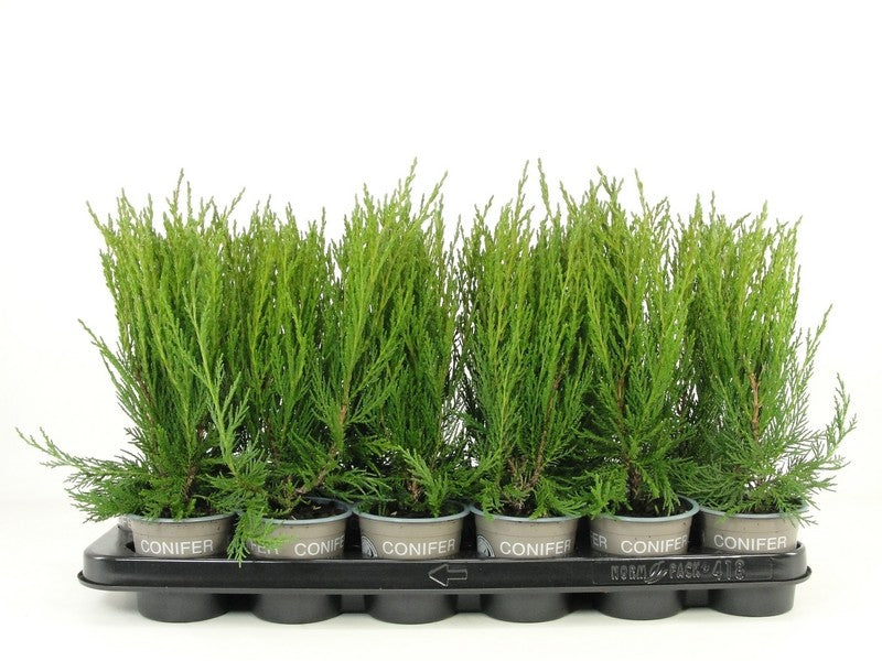 Juniperus sco. Moonglow 20cm 9cm Pot