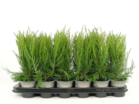 Juniperus mix 20cm 9cm Pot