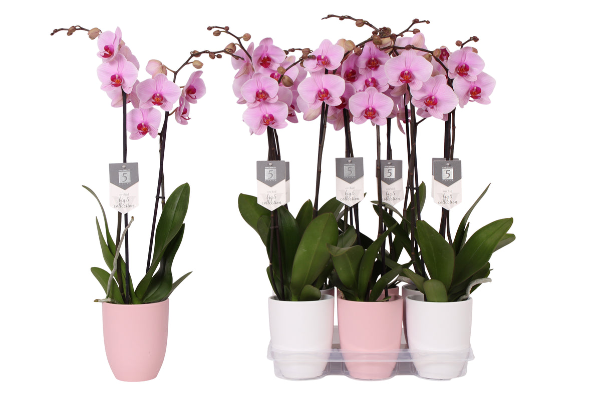 Phalaenopsis Washington 60cm 12cm Pot