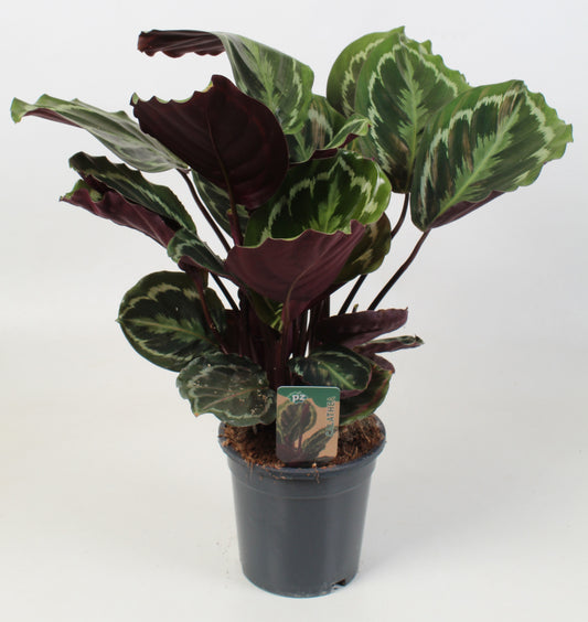 PZ Planten Calathea Medallion Pack of 6