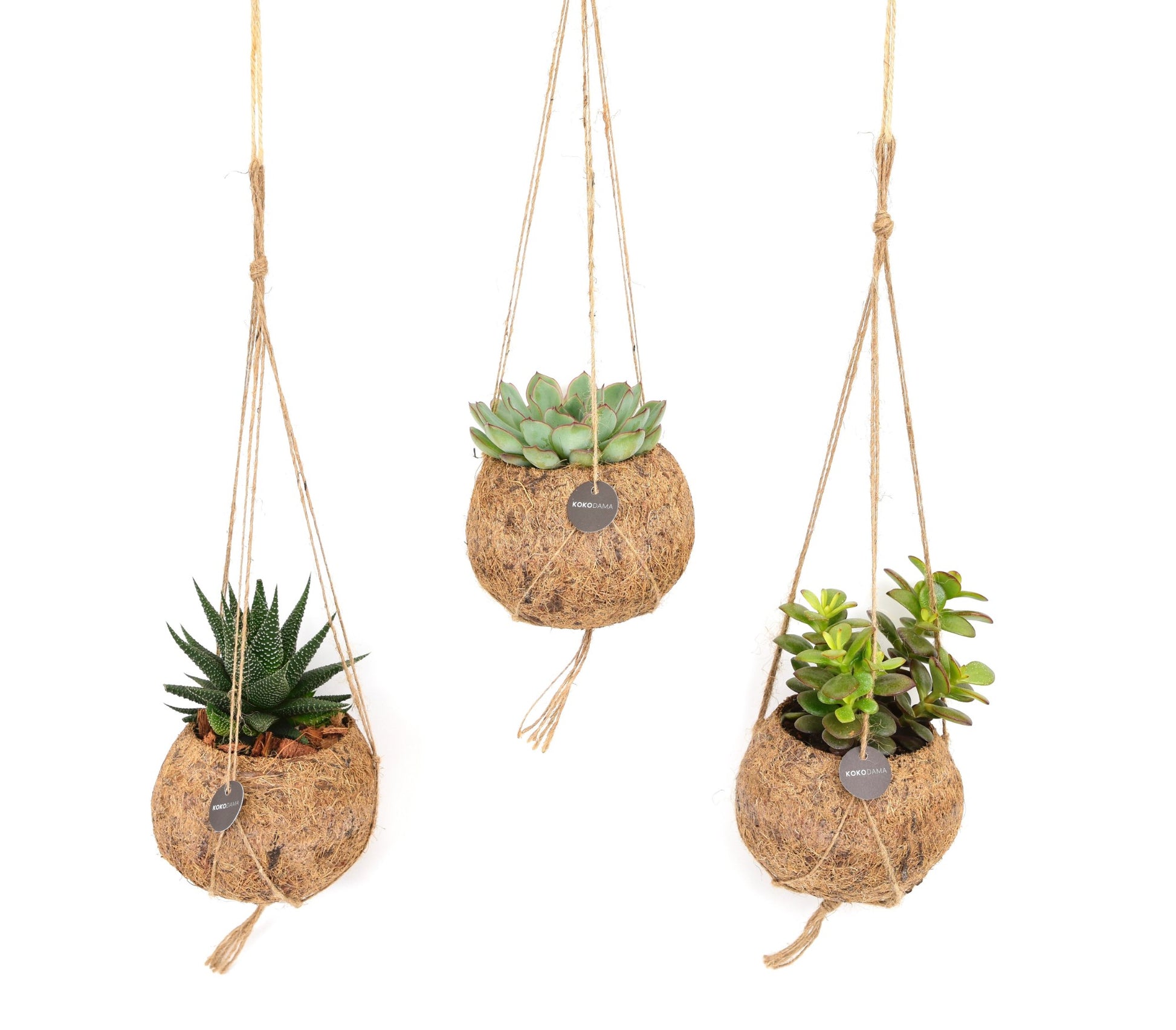 Kokoplant BV Kokodama Succulent mix Pack of 8