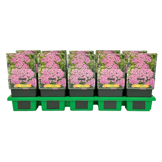 Achillea Pretty Belinda 25cm 11cm Pot