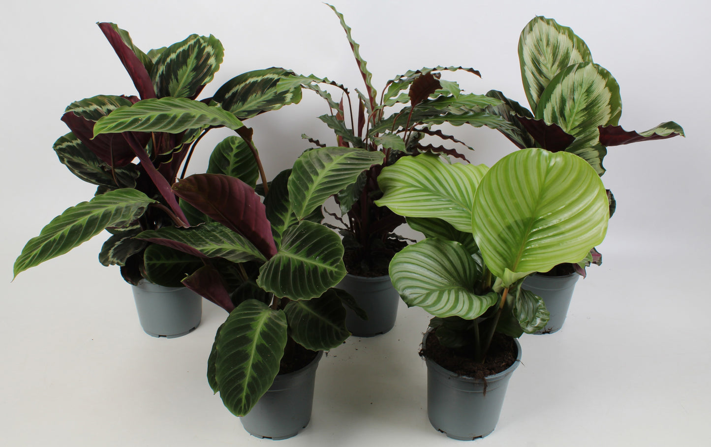 PZ Planten Calathea mix Pack of 6