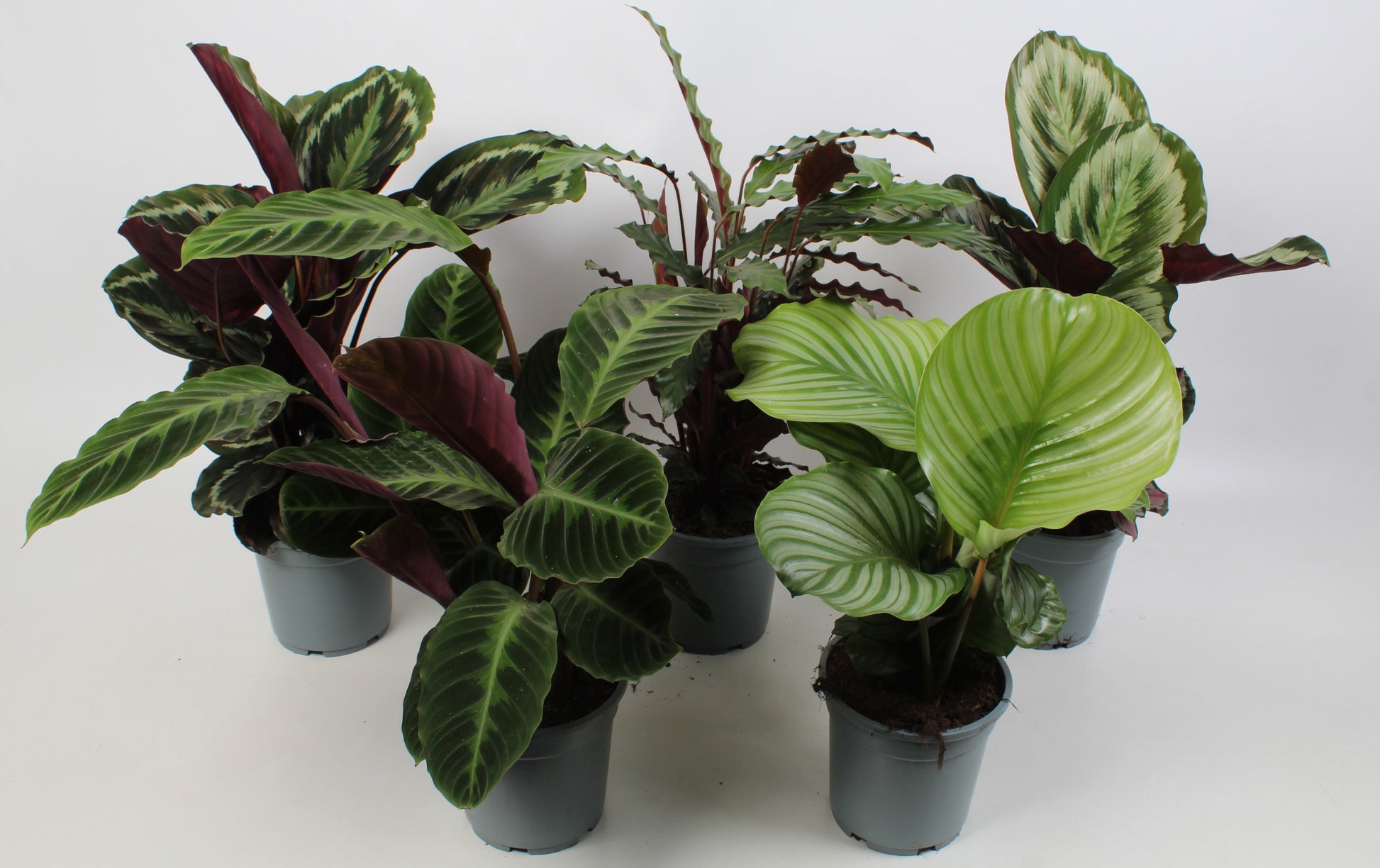 PZ Planten Calathea mix Pack of 6