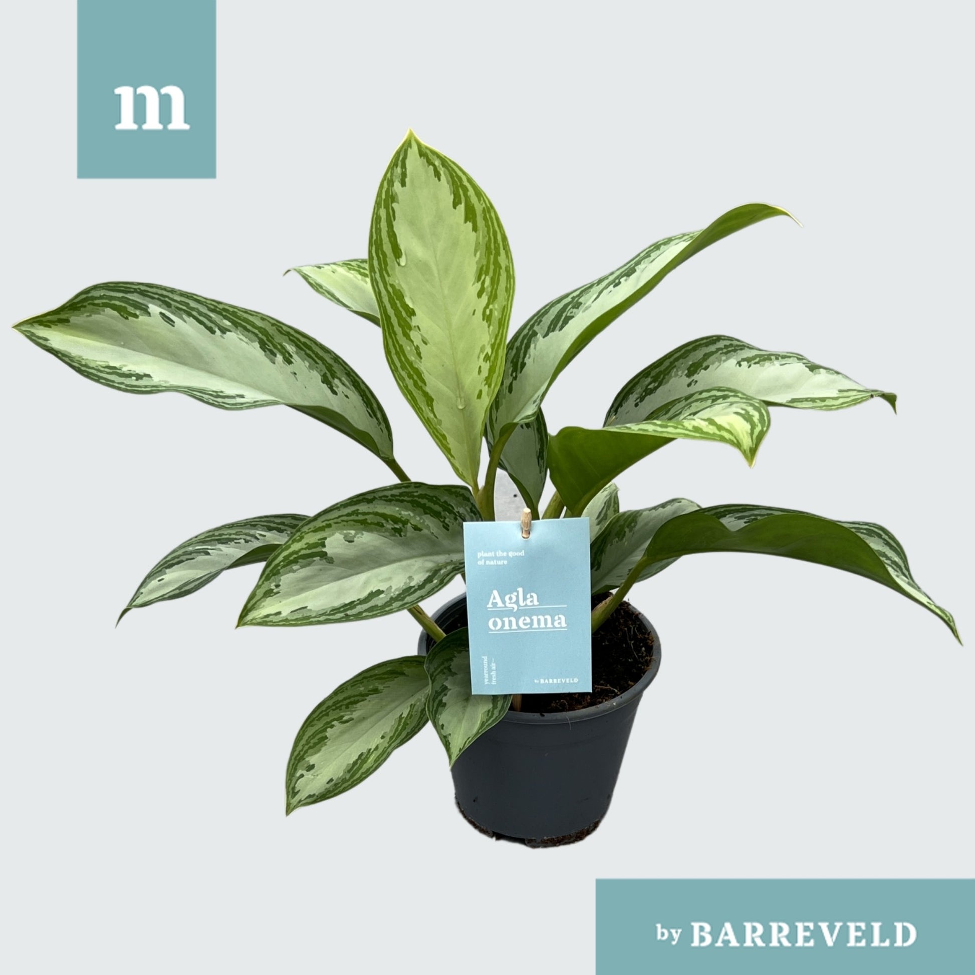 Aglaonema Silver Bay 40cm 14cm Pot