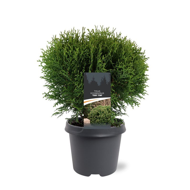Bremmer Boomkwekerijen Thuja occidentalis Tiny Tim Pack of 1