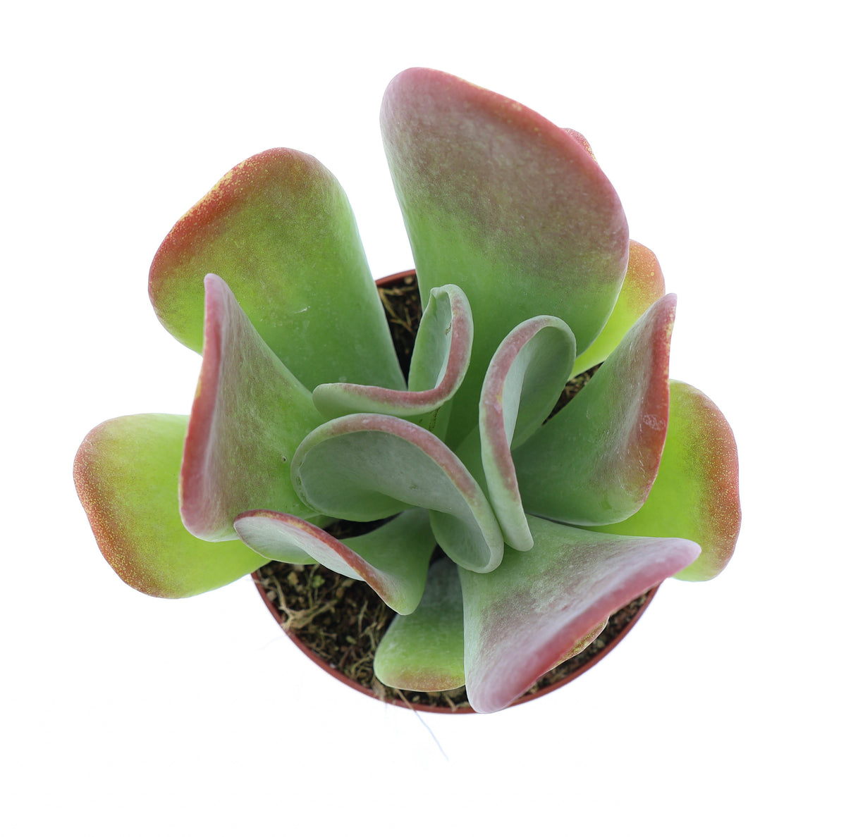 kalanchoe-hybrid-18cm-special-pot-508