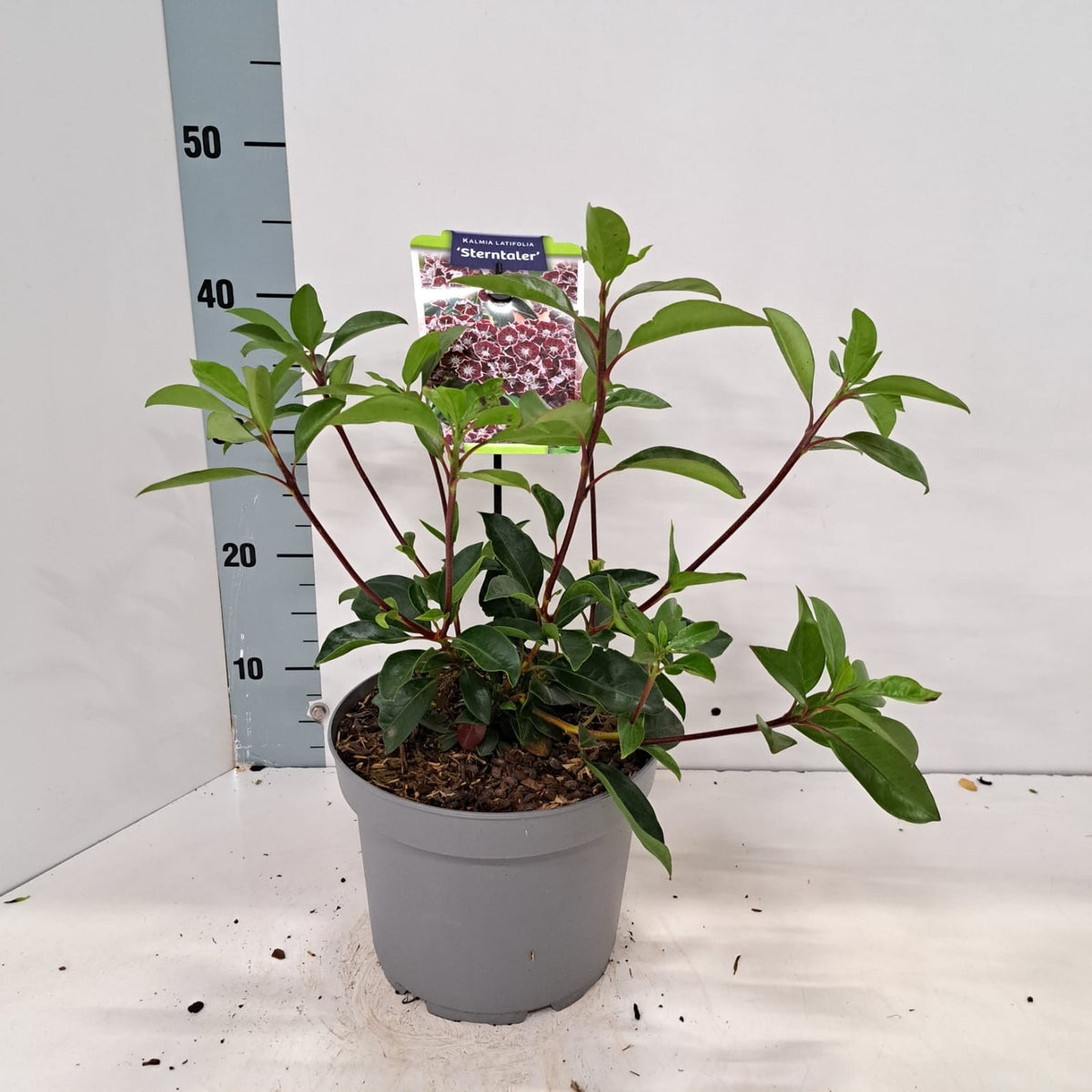 Kalmia latifolia 30cm 21cm Pot