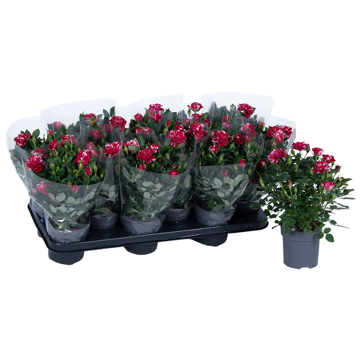 Roses Gigi Party 28cm 10.5cm Pot