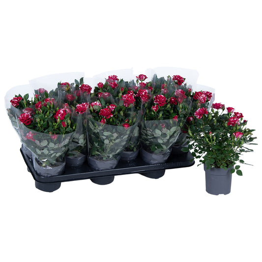 Roses Gigi Party 28cm 10.5cm Pot