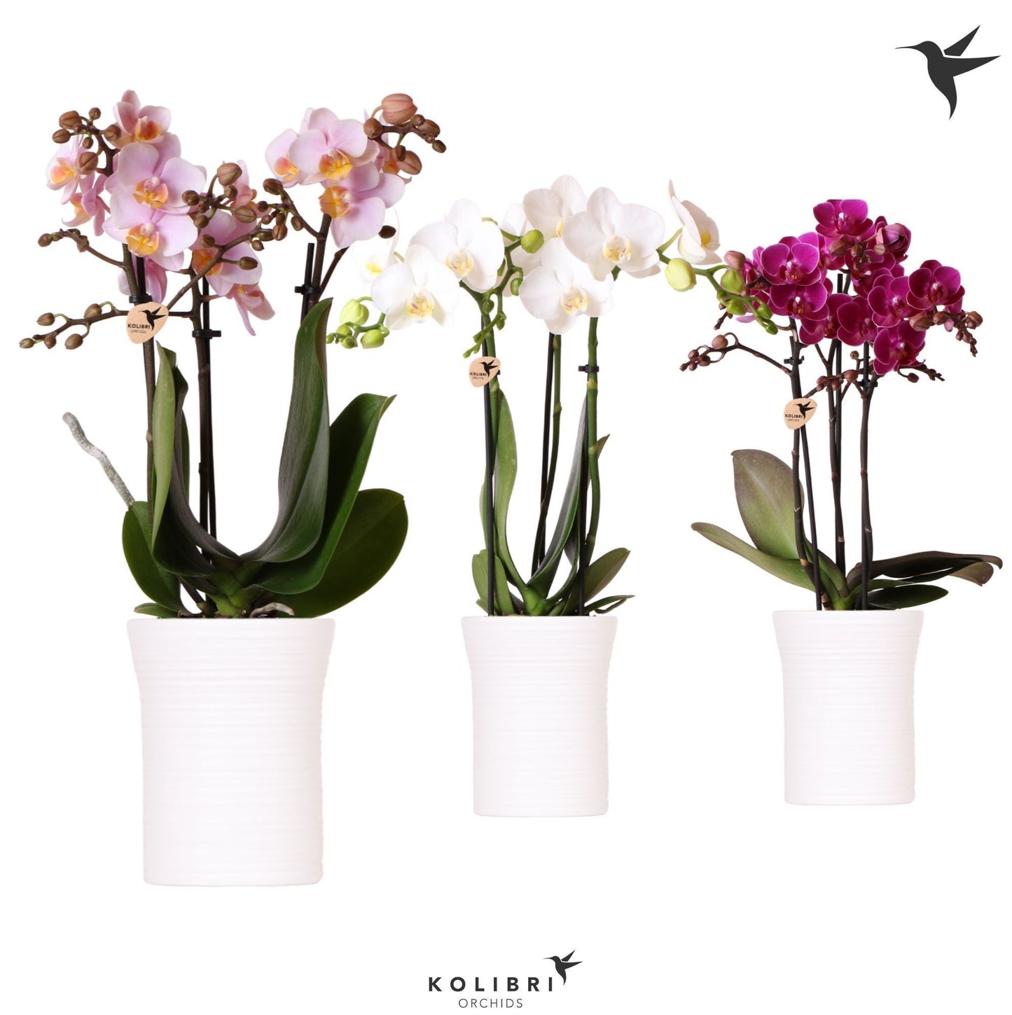 Kolibri Orchids Phalaenopsis mix 3 spike in Furrow pot white 40cm 9cm Pot