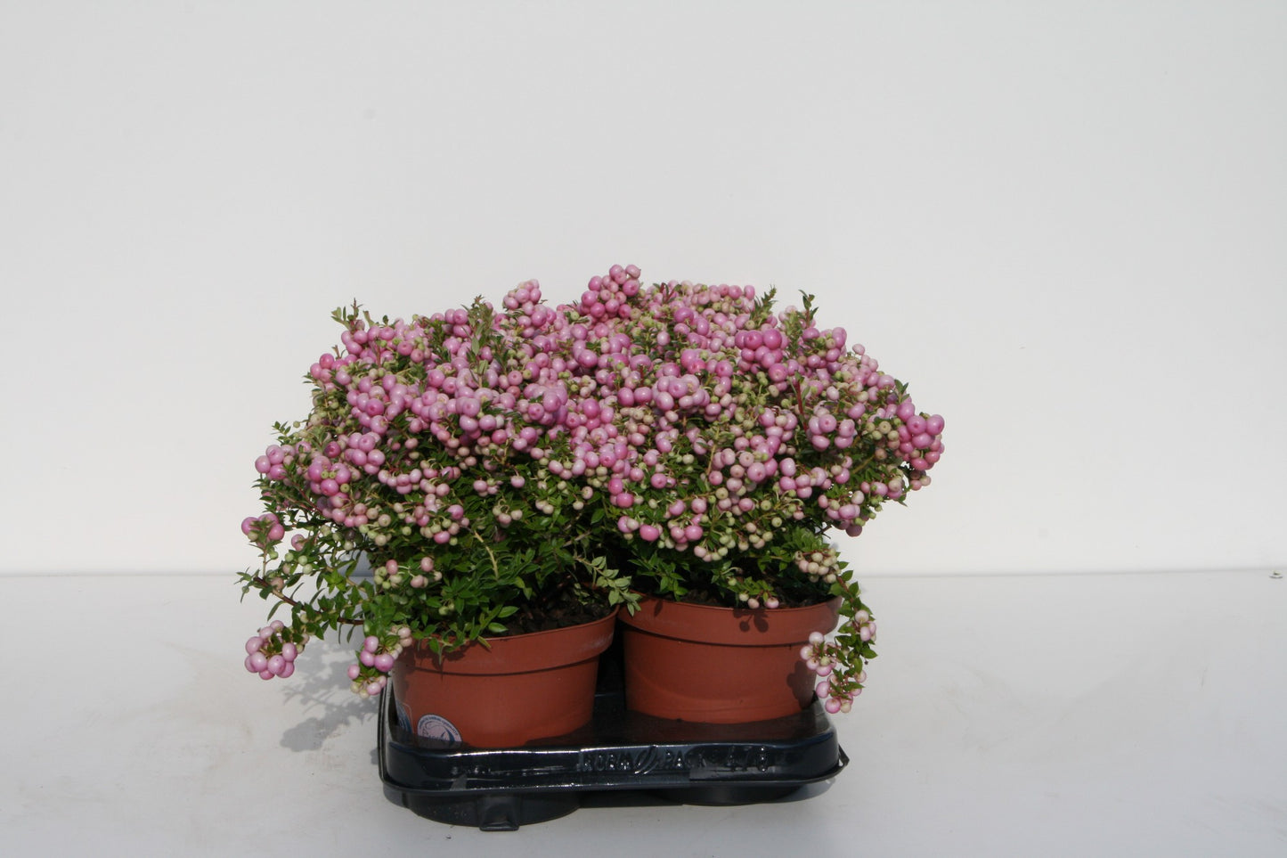 Gaultheria mucr. pink 25cm 14cm Pot