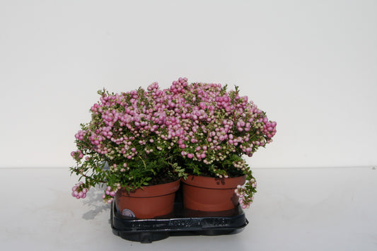 Gaultheria mucr. pink 25cm 14cm Pot