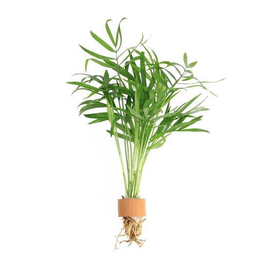 Aquarium plant mix 5cm 2cm Pot