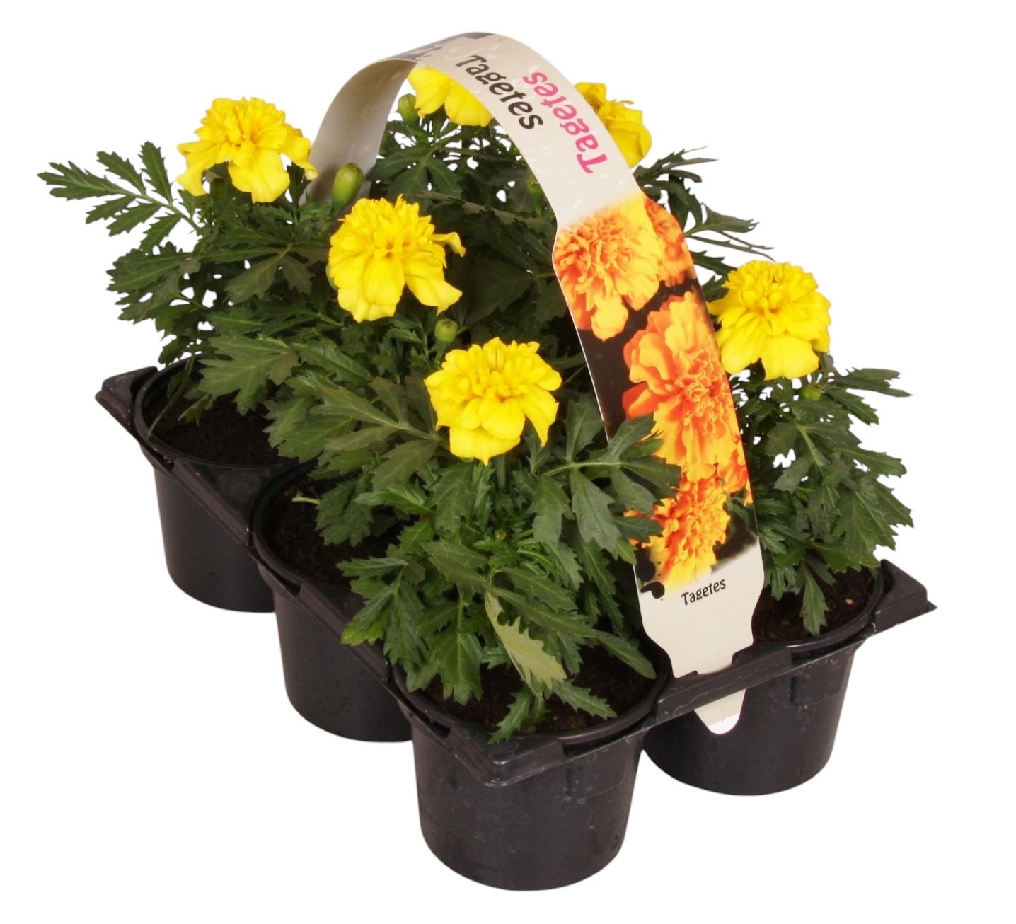 Tagetes pat. yellow 15cm 9cm Pot