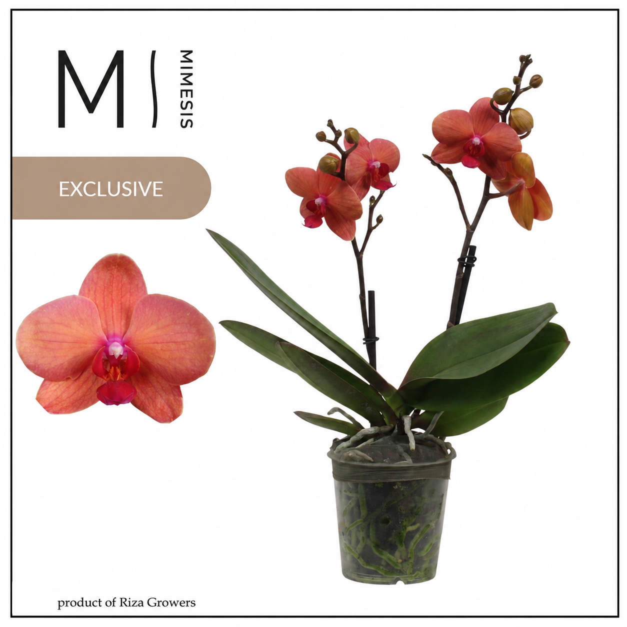 Riza Ter Laak Orchios Phalaenopsis Spirit Orange Pack of 6