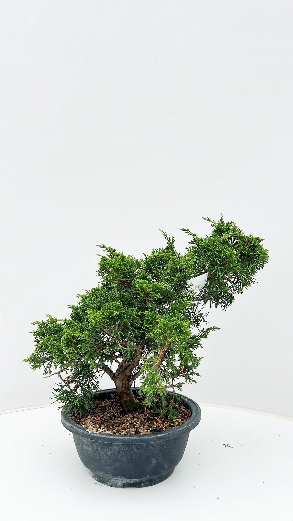 Juniperus chinensis 40cm 20cm Pot
