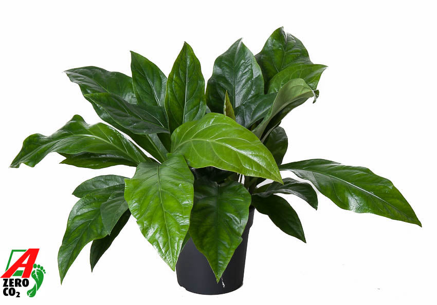 Anthurium Jungle Bush 60cm 24cm Pot