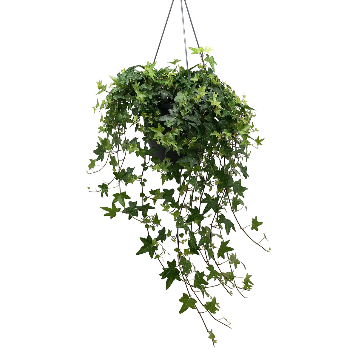 Hedera helix green 19cm Pot