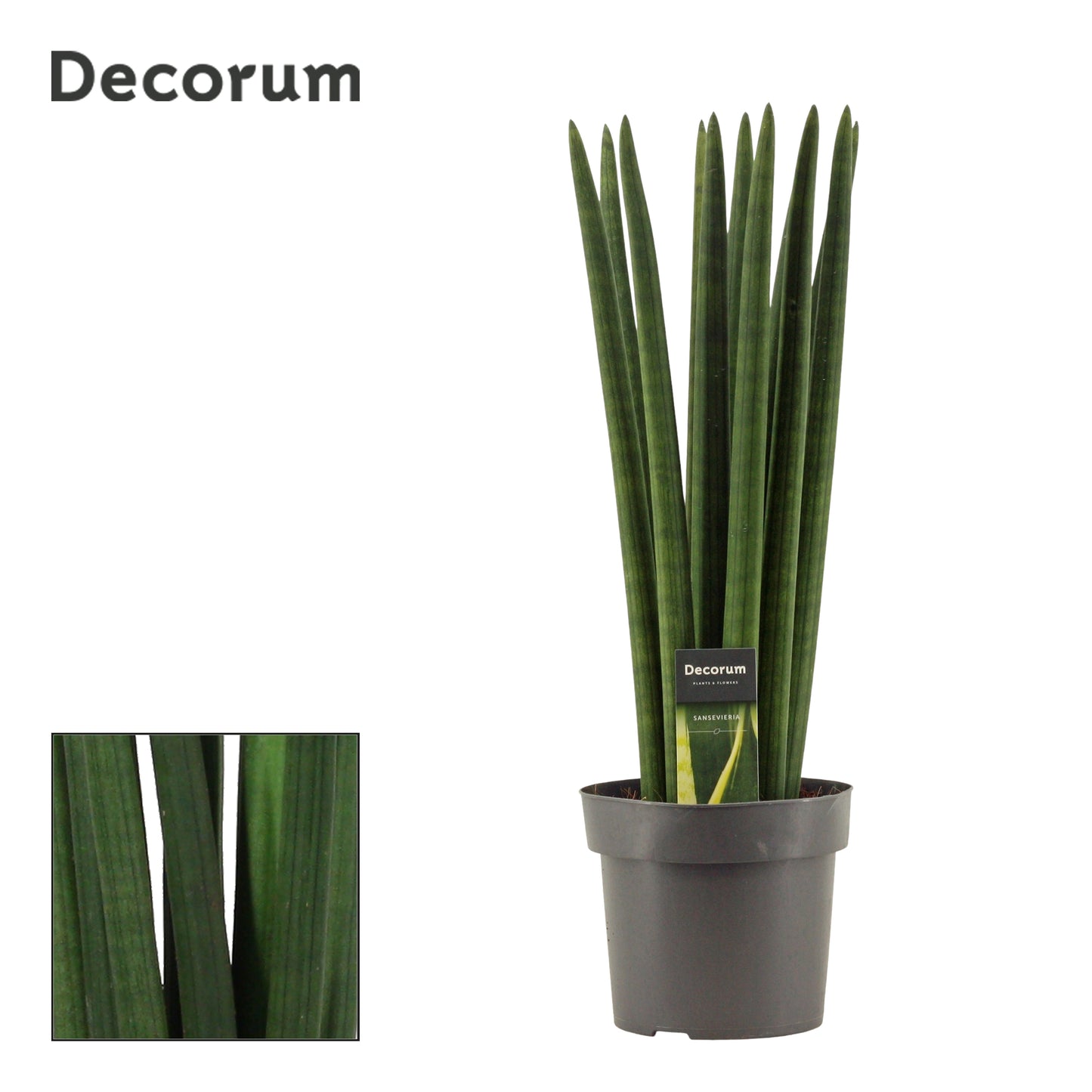 Sansevieria cylindrica 55cm 17cm Pot