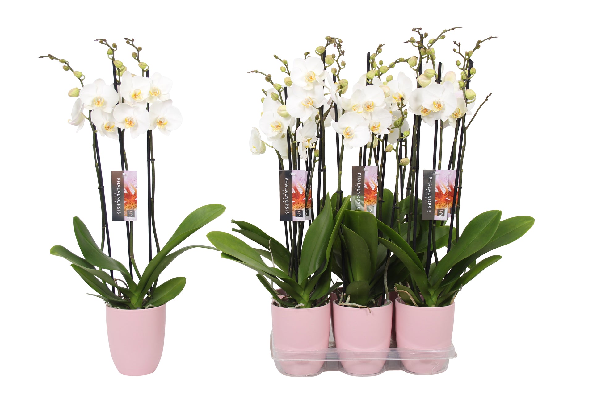 Phalaenopsis white (+ drp.ceramic) 60cm 12cm Pot