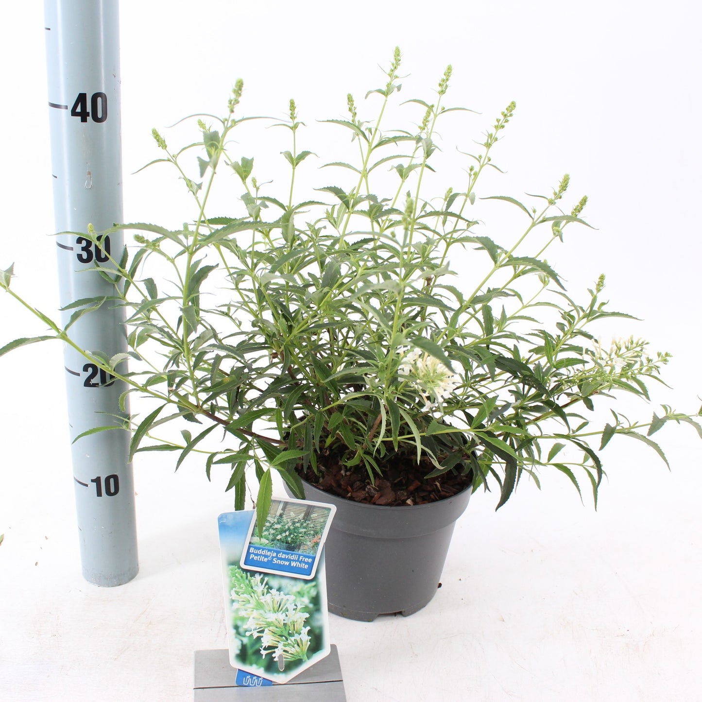 Buddleja davidii mix 30cm 17cm Pot