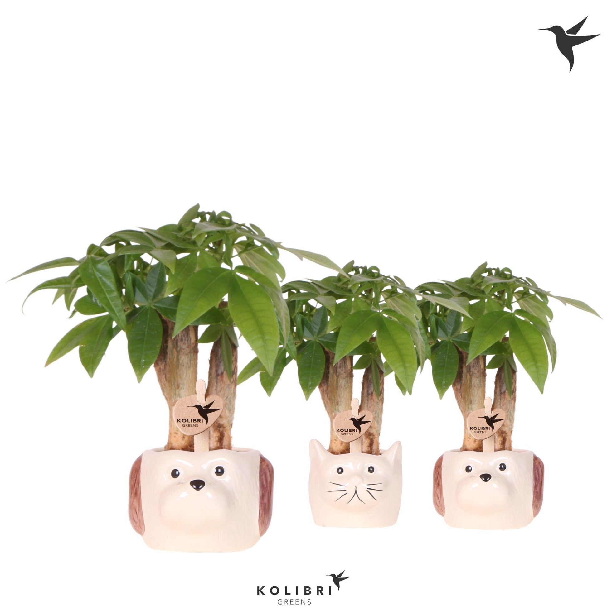 OK Plant Pachira aquatica Pack of 9
