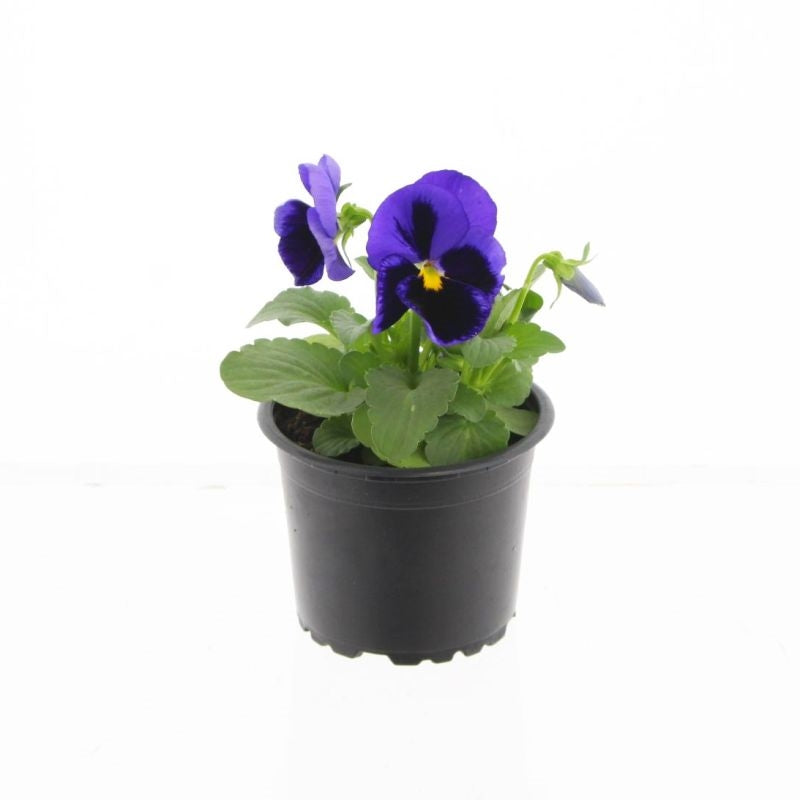Spaloo-Plant Viola Colossus Deep Blue with Blotch Pack of 18