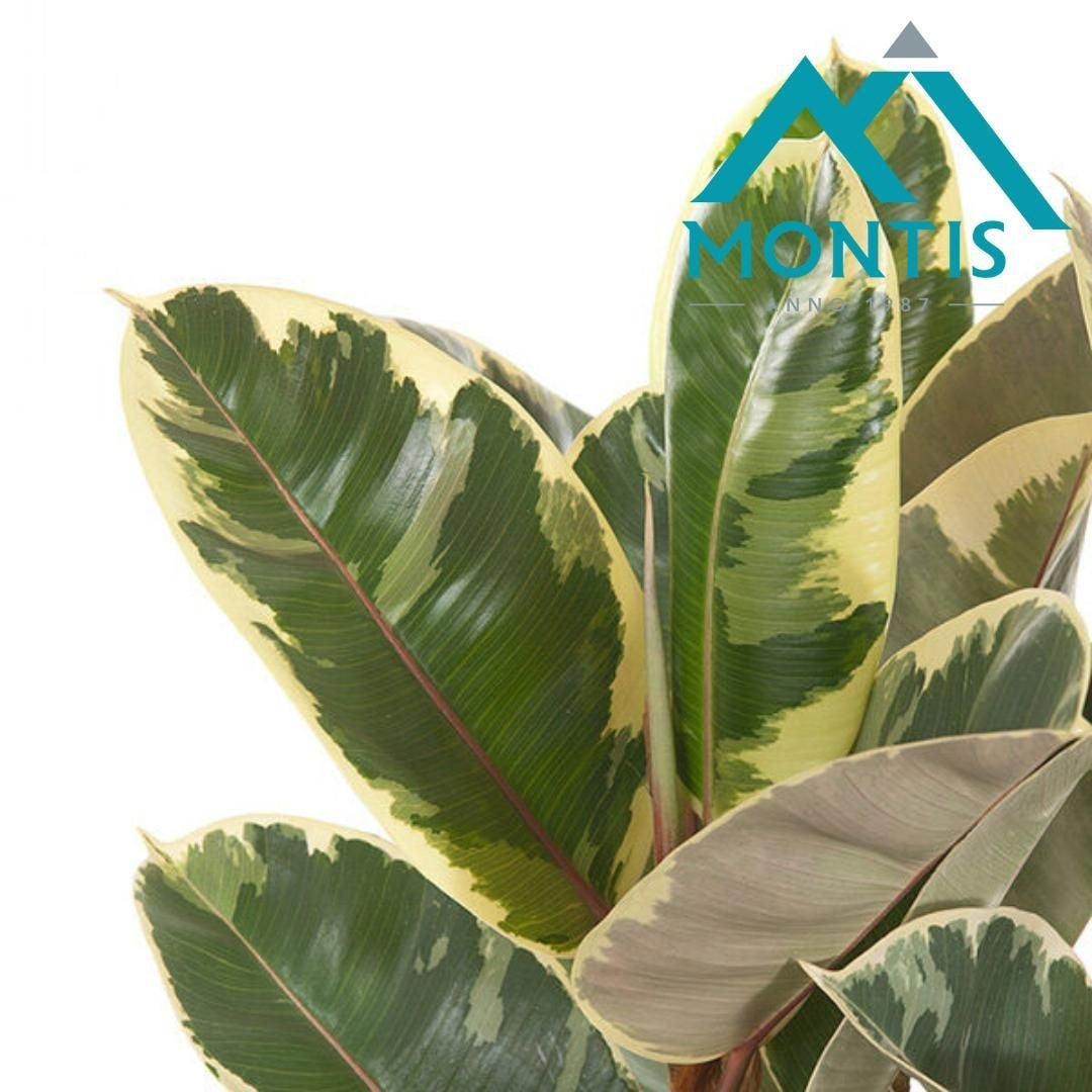 Ficus Tineke 55cm 17cm Pot