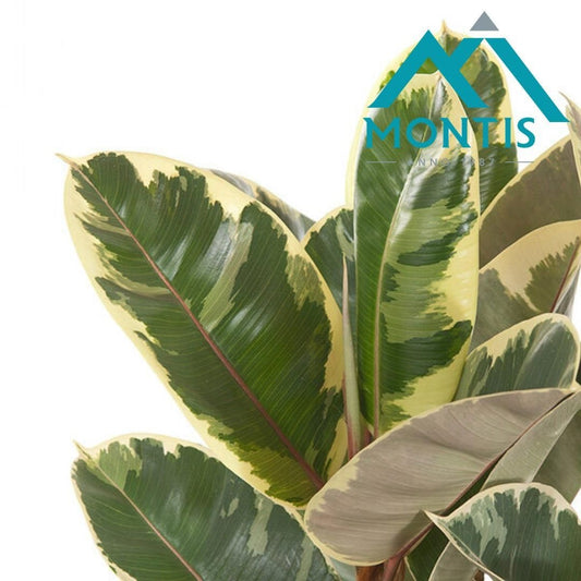 Ficus Tineke 60cm 17cm Pot