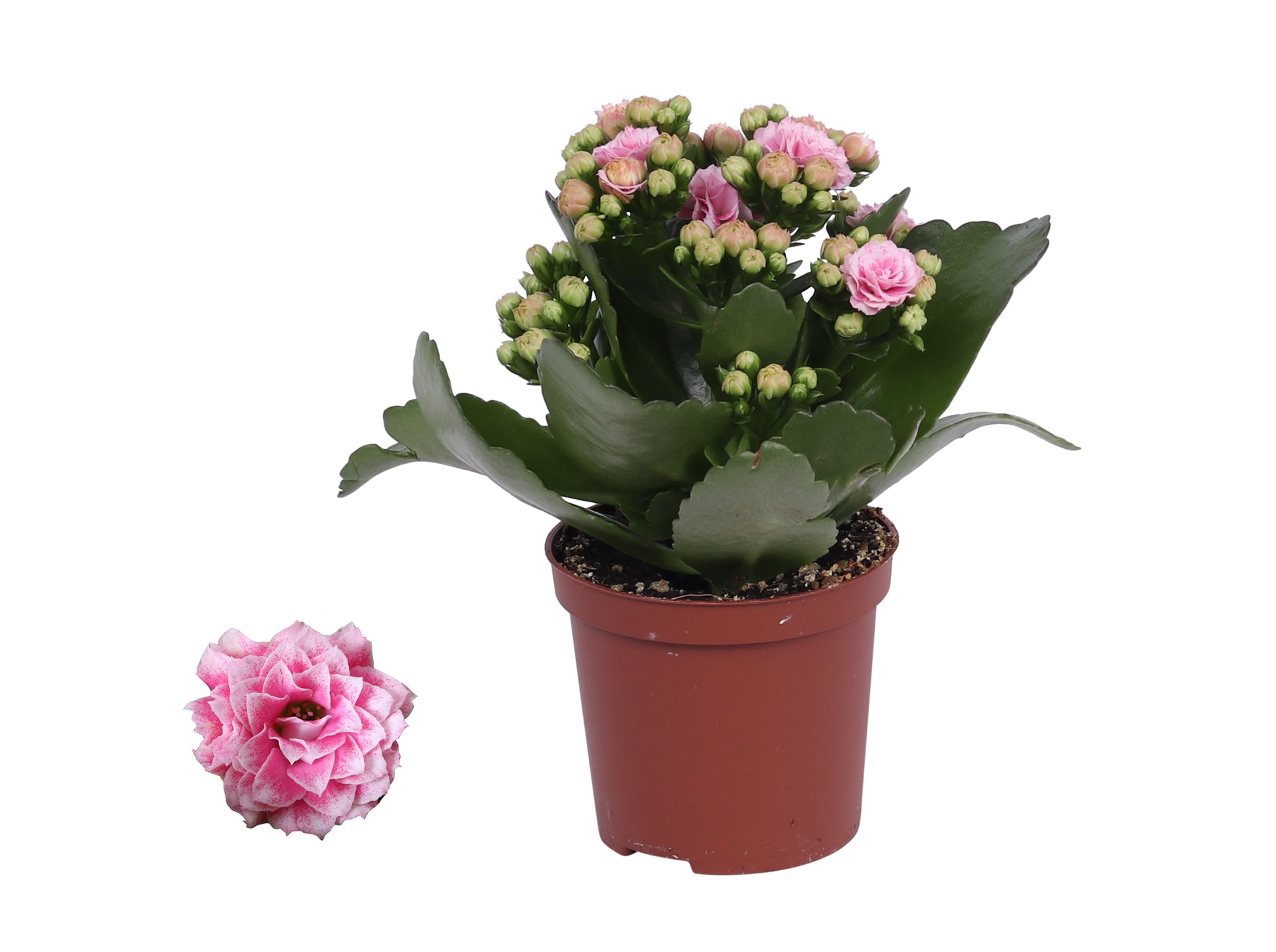 Kalanchoe Rosalina Don Alano 15cm 7cm Pot