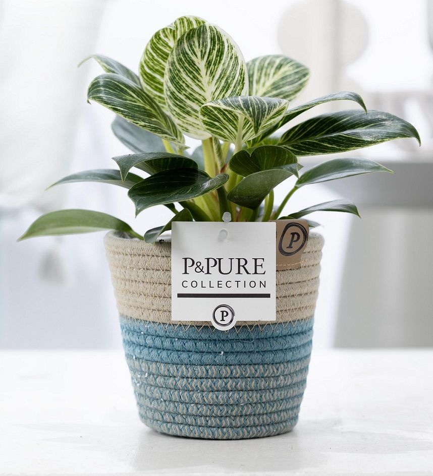 Philodendron scandens 35cm 12cm Pot