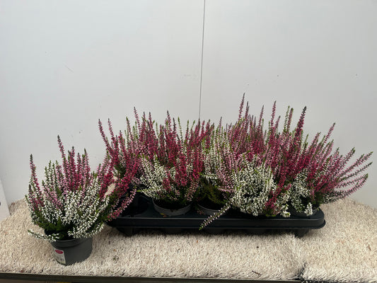 Calluna Garden Girls trio 20cm 11cm Pot
