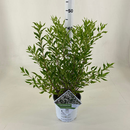 Deutzia Yuki Snowflake 30cm 19cm Pot