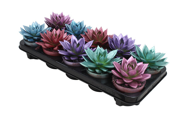 Amigo Plant VOF Echeveria colored Metallic mix Pack of 10