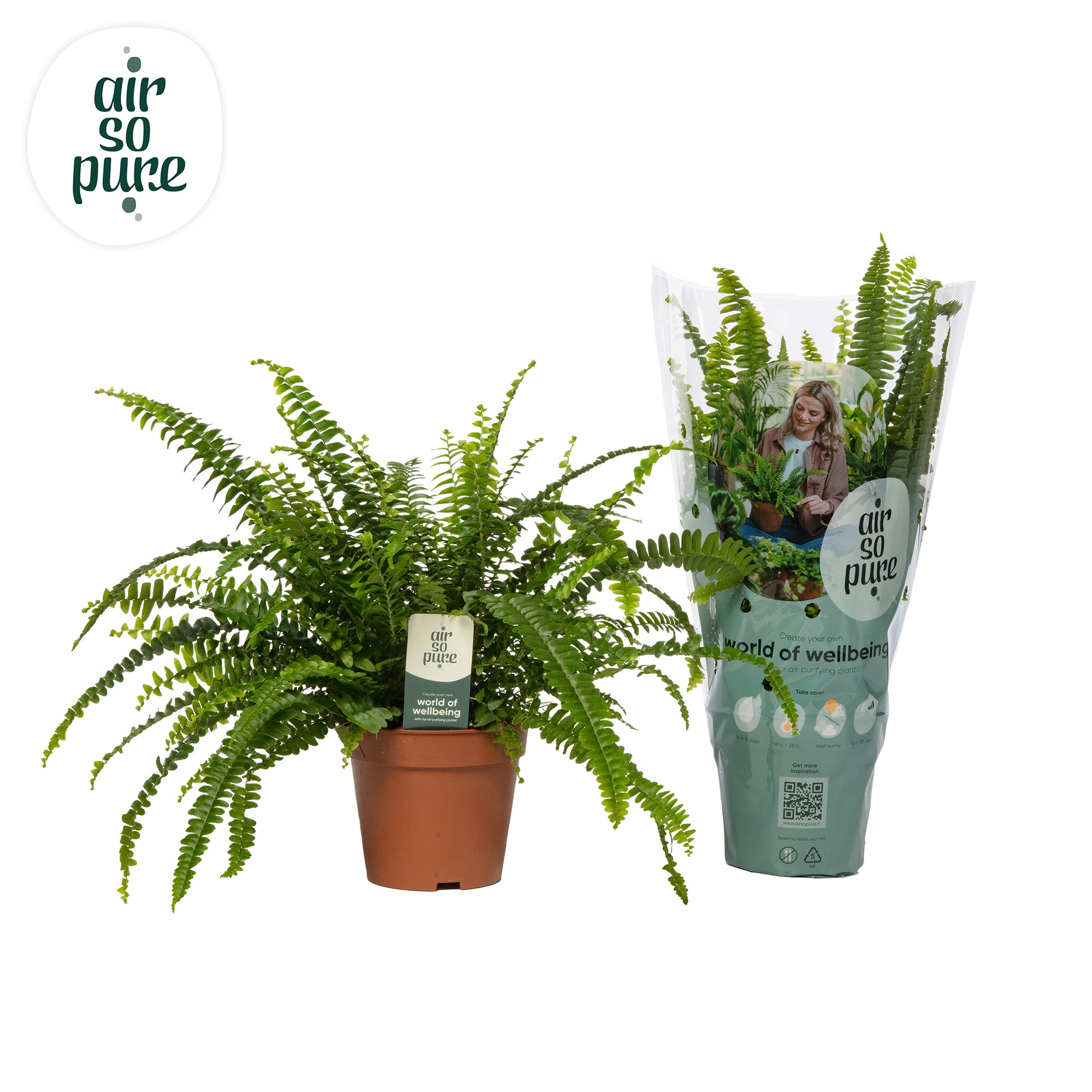 Raadschelders Varens Nephrolepis Green Lady Pack of 10
