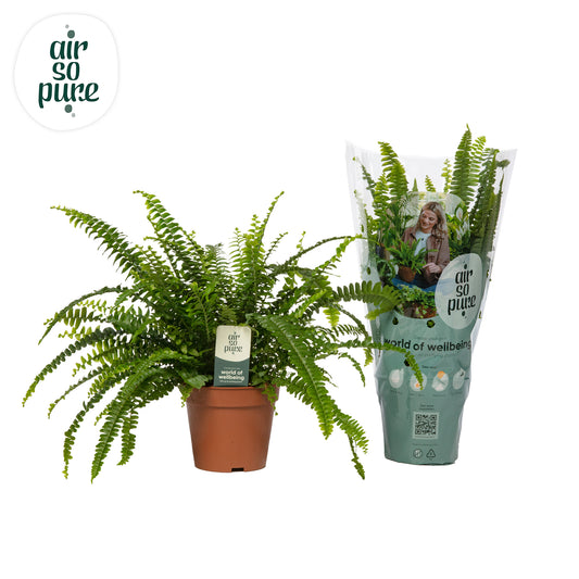 Raadschelders Varens Nephrolepis Green Lady Pack of 16