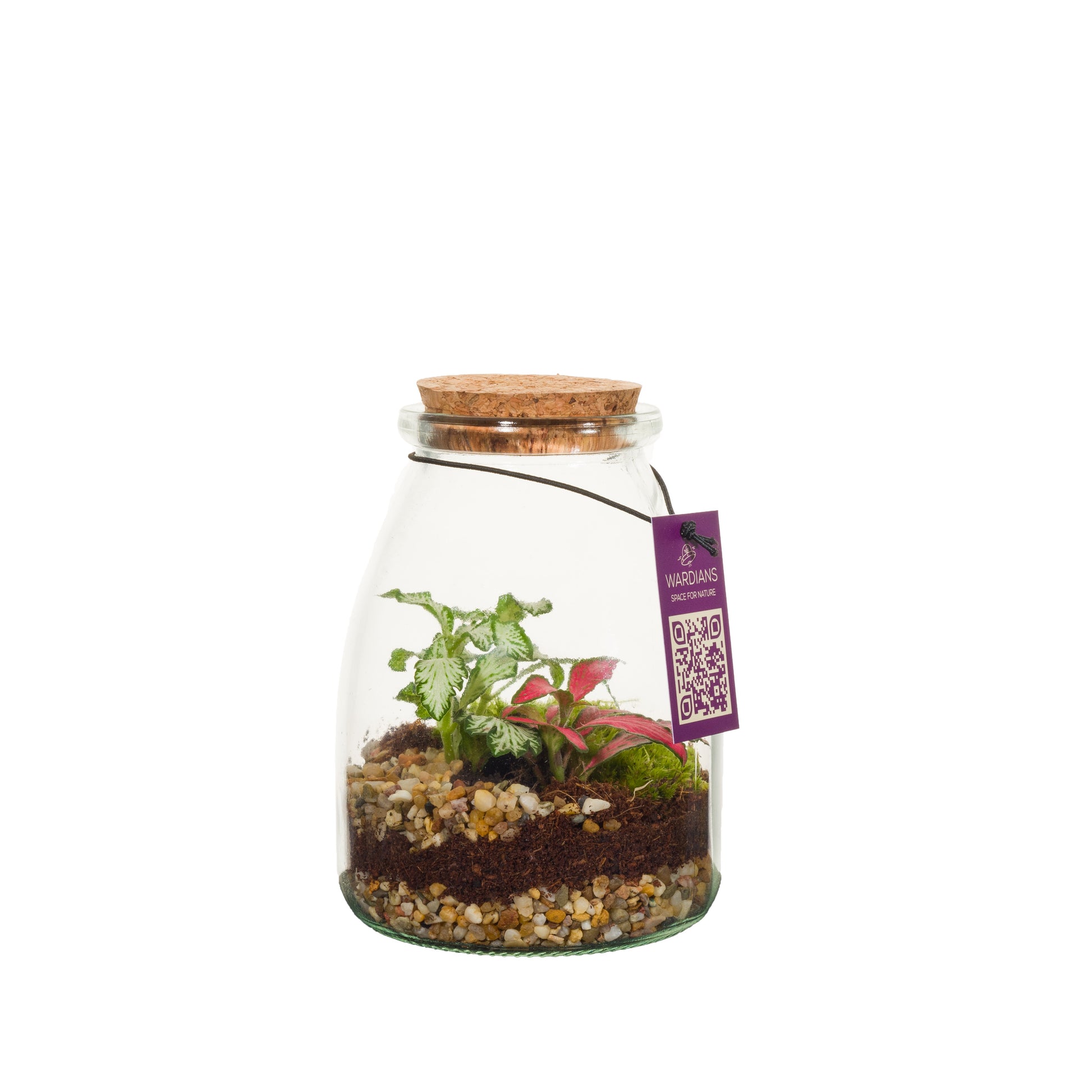 Wardians Wardians Terrarium - IO (6 pack) Pack of 6