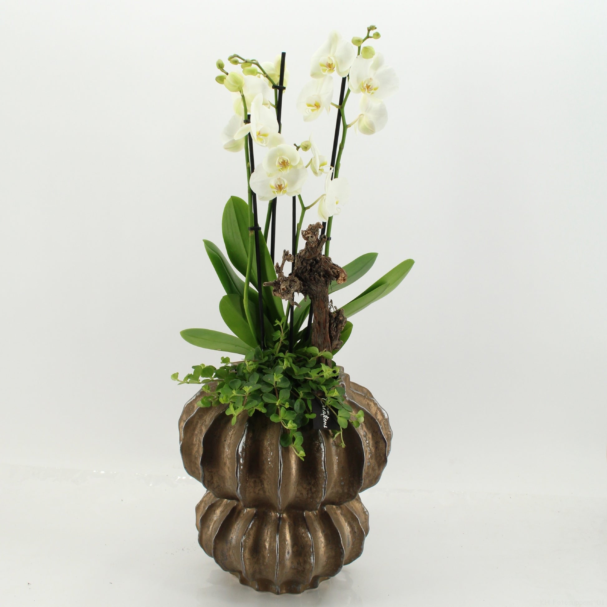 Phalaenopsis arrangement 90cm 33cm Pot