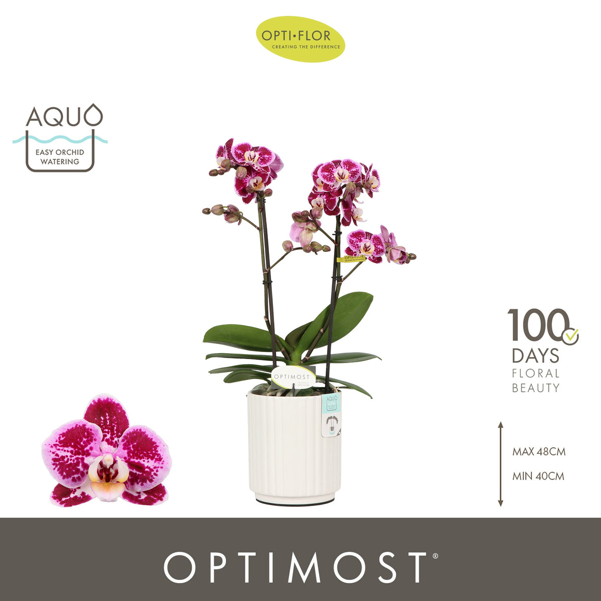 Phalaenopsis mf. Bubbles 45cm 12cm Pot