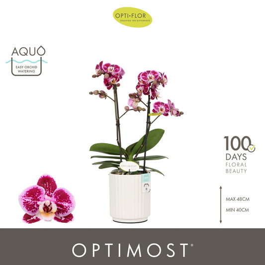 Phalaenopsis mf. Bubbles 45cm 12cm Pot