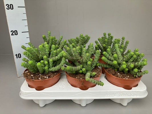 Crassula marnieriana 20cm 12cm Pot