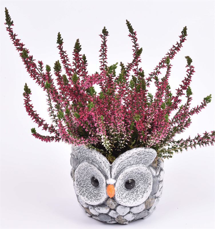Outdoor arrangement 11cm Pot